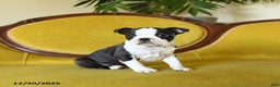 Boston Terrier dogs for sale: Comet - Ad 10
