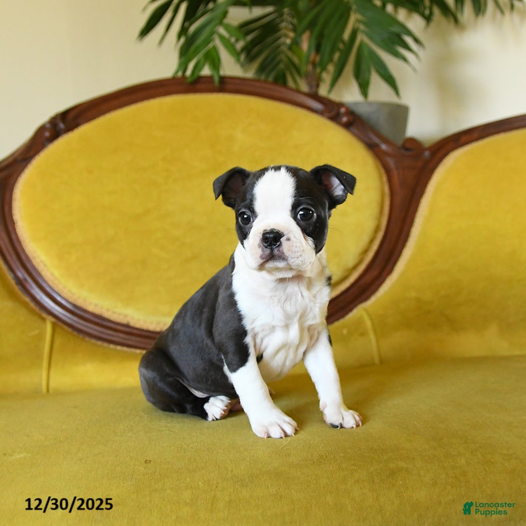 Boston Terrier dogs for sale: Comet - Ad 10