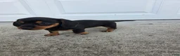 Dachshund dogs for sale: Hazel - Ad 4