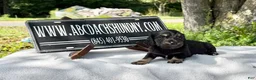 Miniature Dachshund dogs for sale: Russian cream points - Ad 3