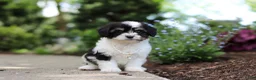 Cavachon dogs for sale: Lana - Ad 5