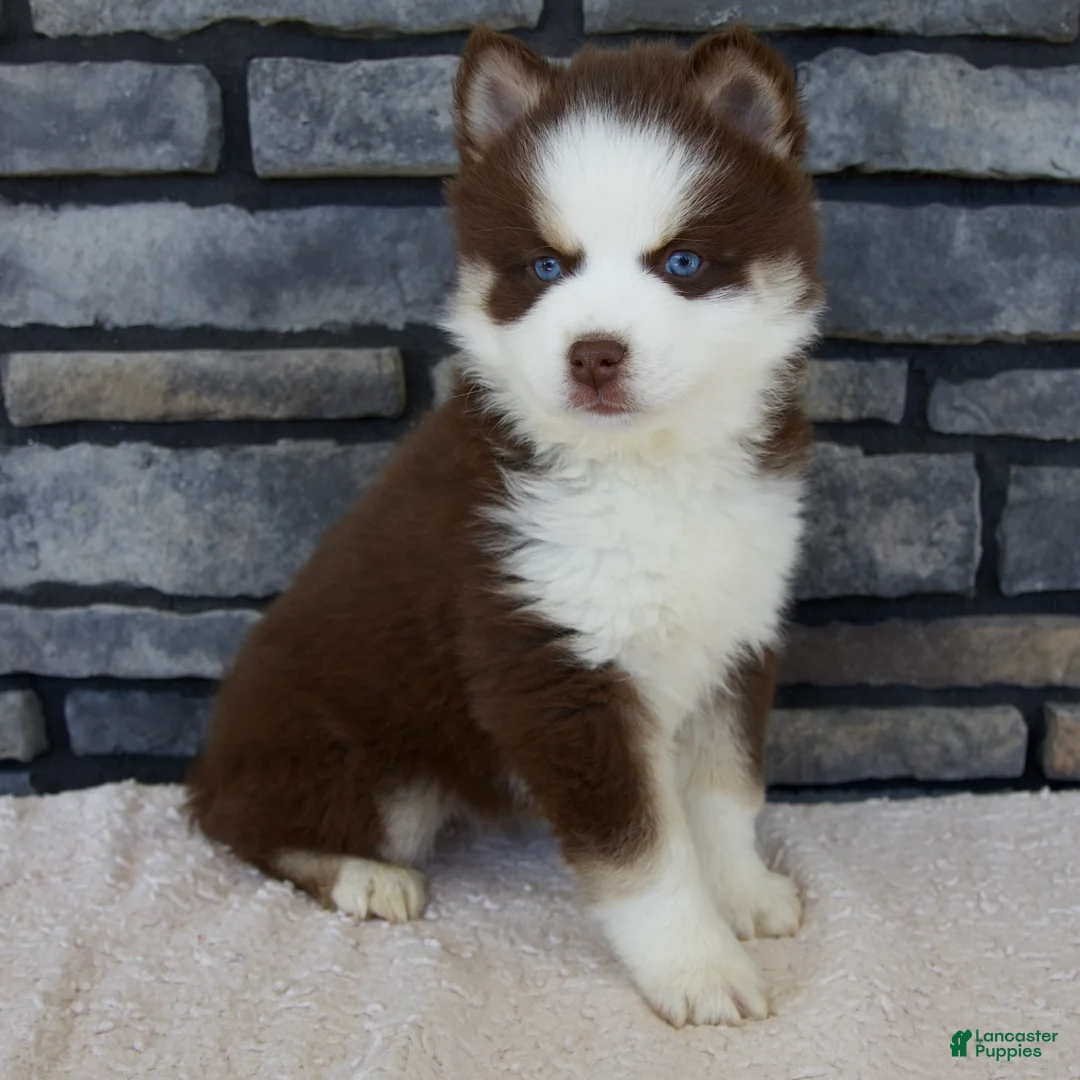Pomsky dogs for sale: Flora - Ad 1