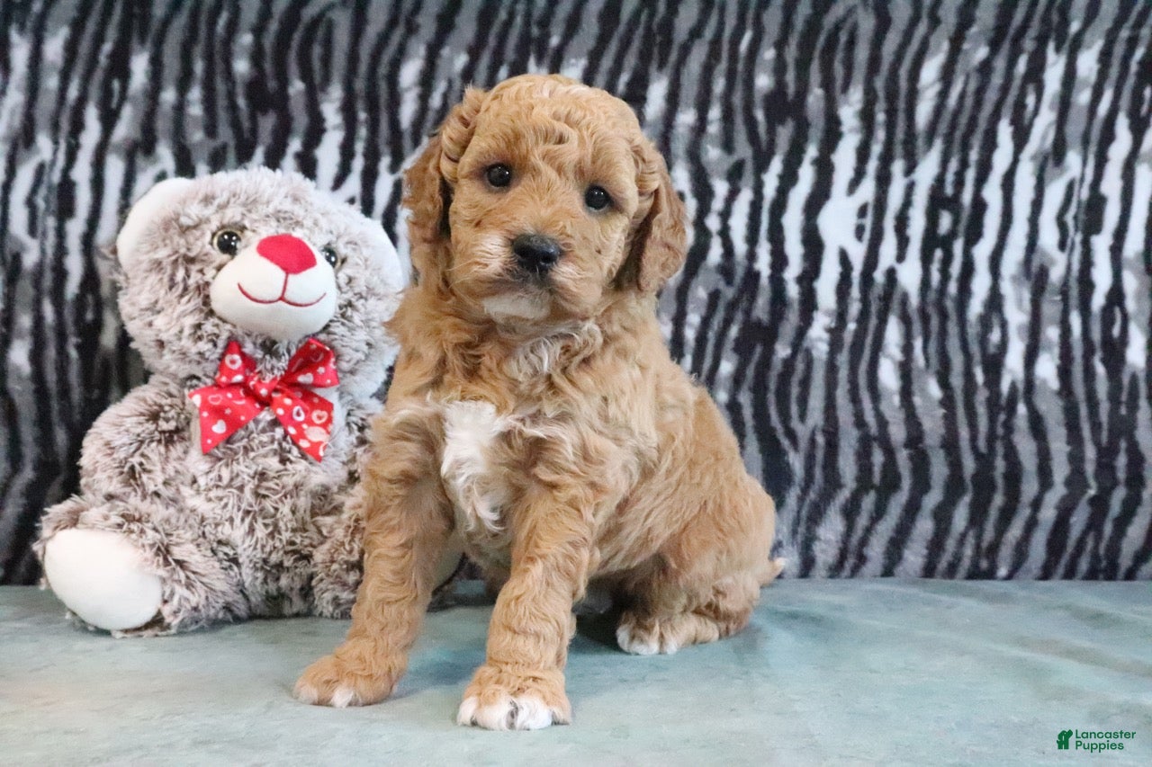 Mini Goldendoodle dogs Cliff - Ad 1