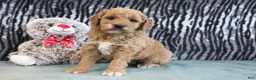 Mini Goldendoodle dogs for sale: Cliff - Ad 1