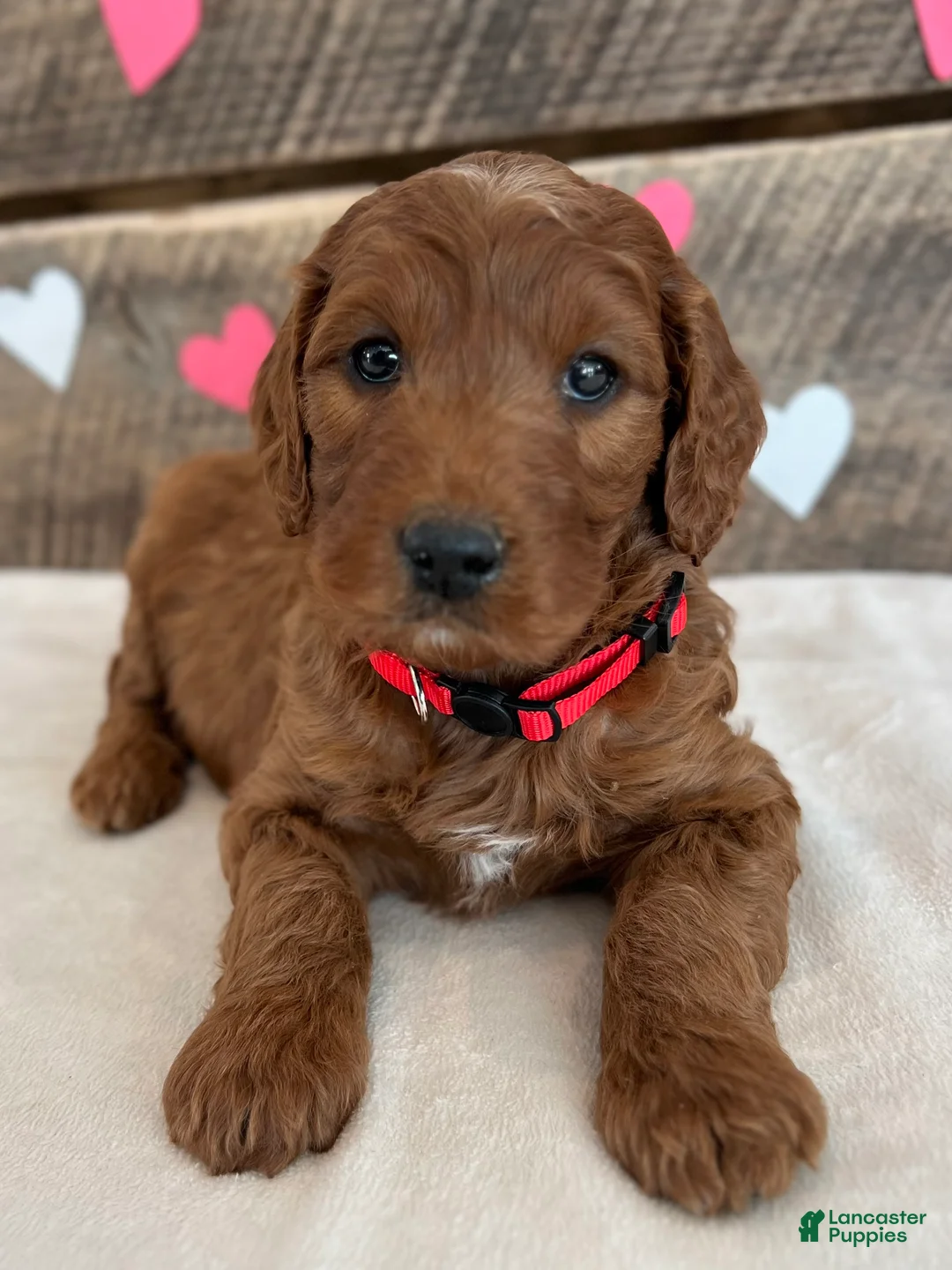 Irish Doodle dogs for sale: Scarlett - Ad 10