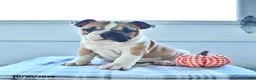 English Bulldog dogs for sale: Bambi - Ad 1
