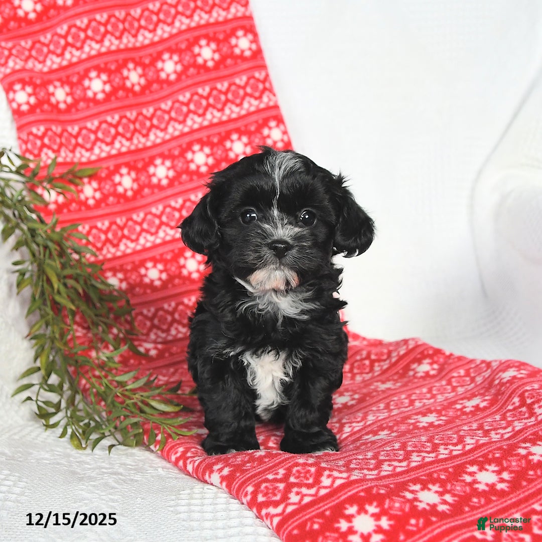 Mixed Breed dogs for sale: Molly - Ad 4