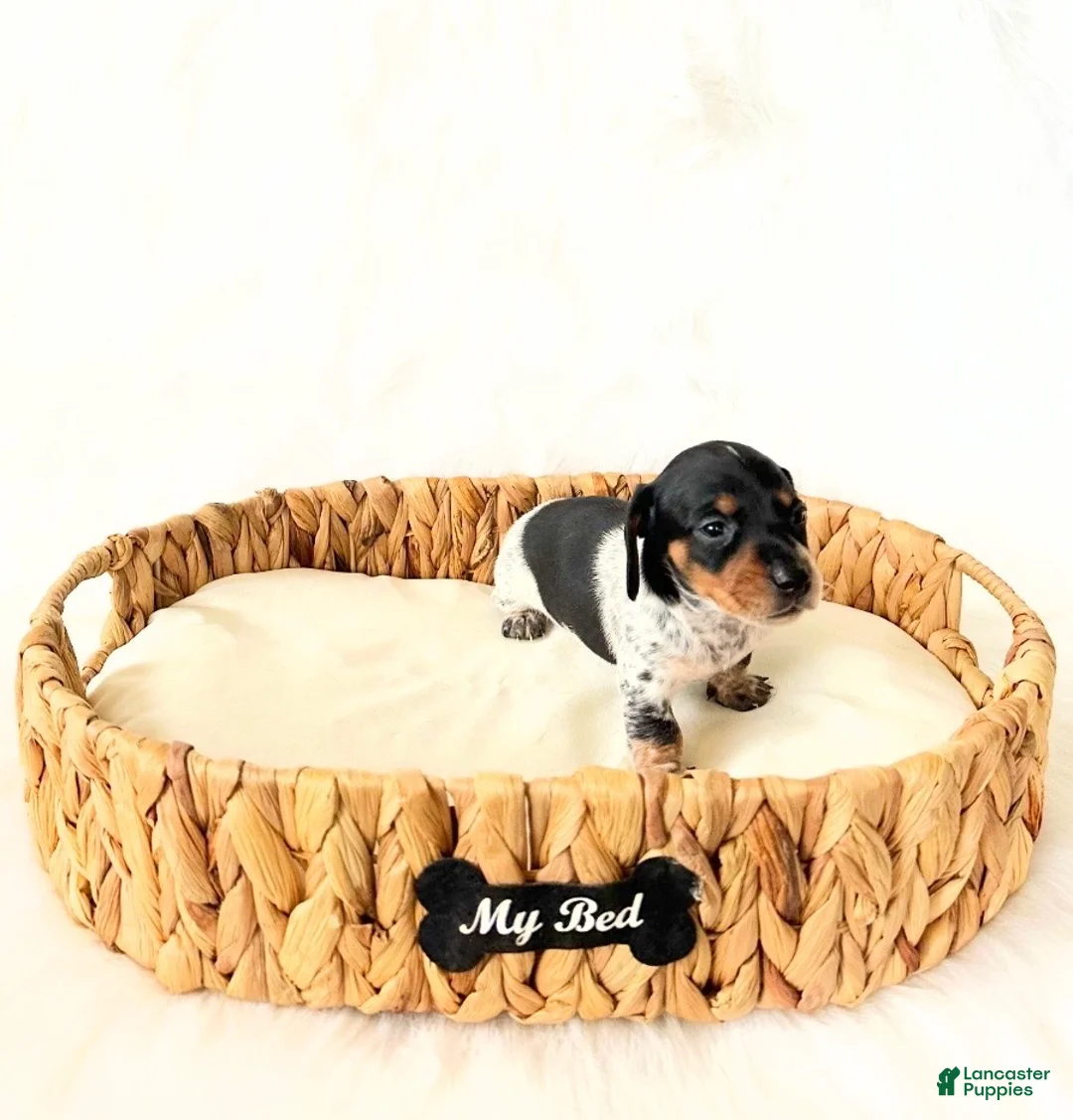 Miniature Dachshund dogs for sale: AKC Opal - Ad 3