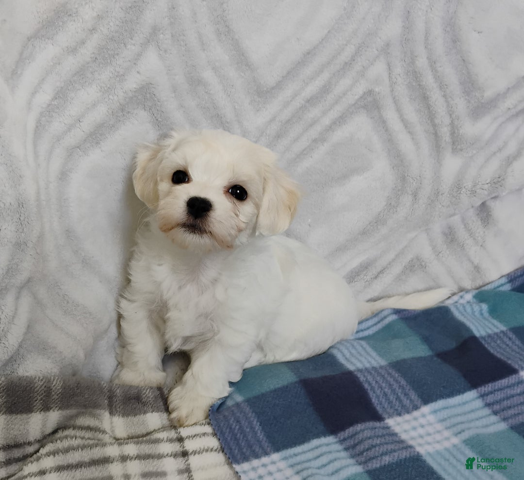 Mixed Breed dogs for sale: Scamp - Ad 4