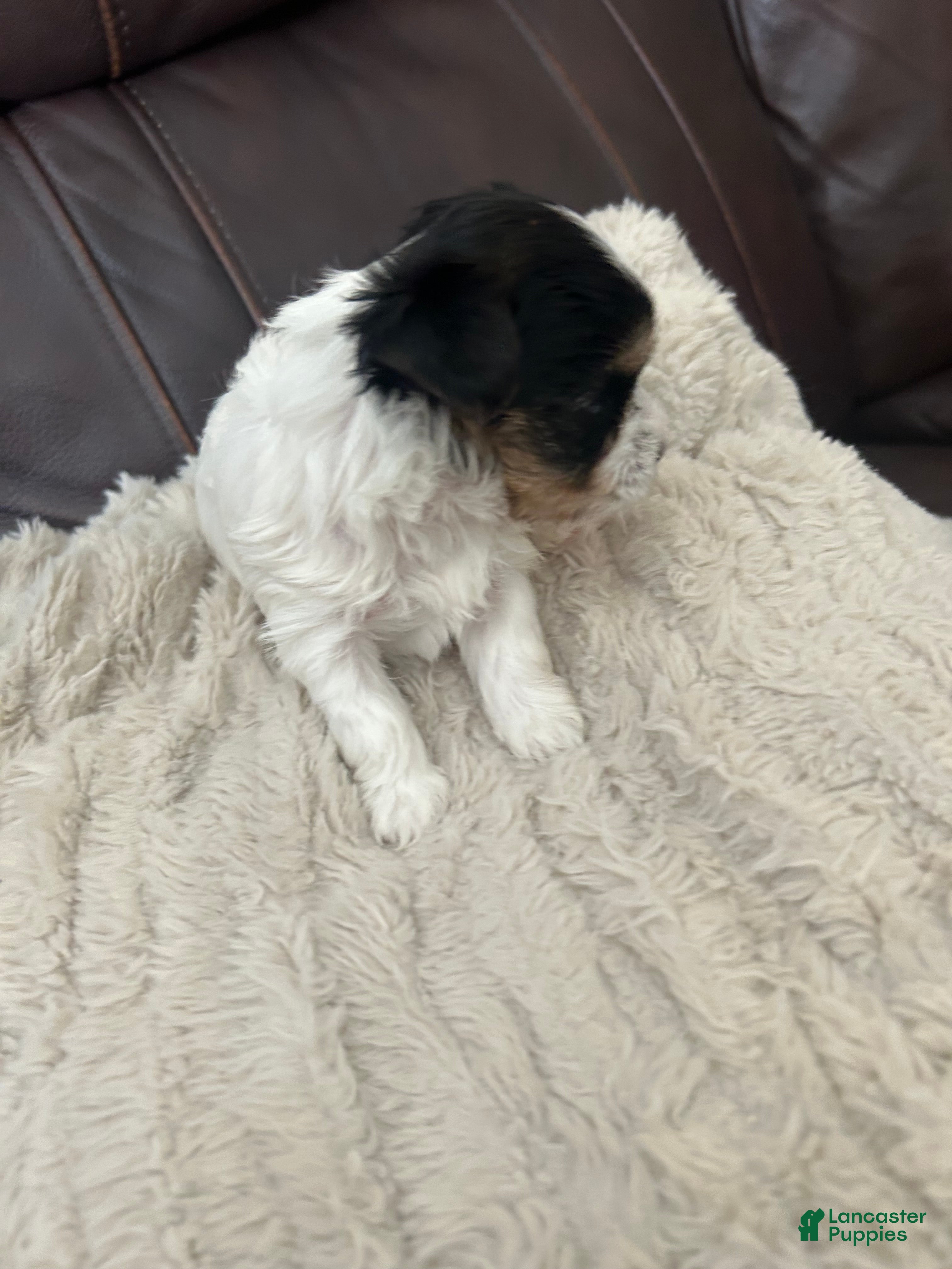 Yorkshire Terrier dogs Yorkshire Terrier 2 - Ad 2