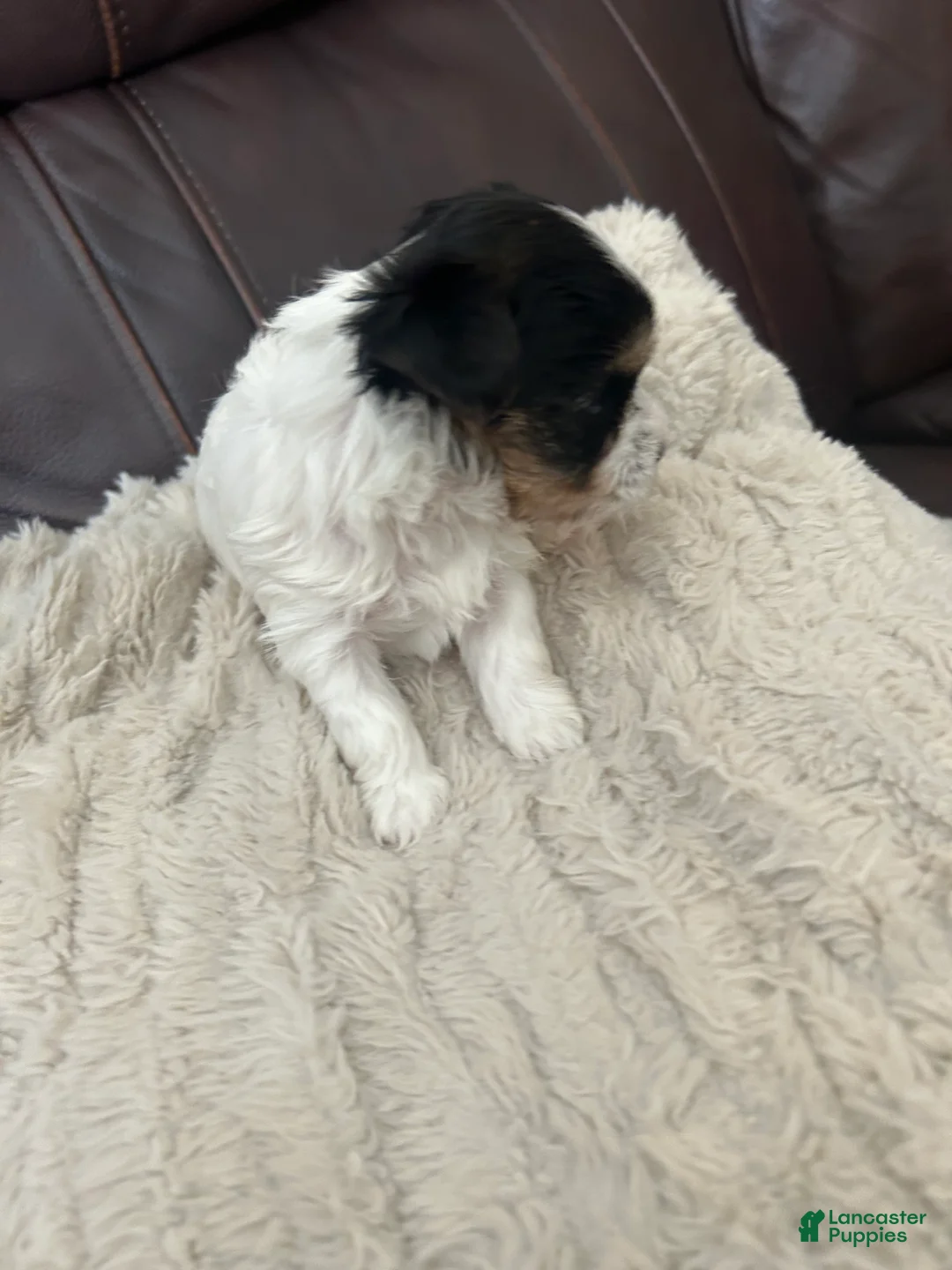 Yorkshire Terrier dogs for sale: Yorkshire Terrier 2 - Ad 2