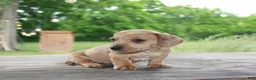 Miniature Dachshund dogs for sale: Tucker - Ad 4
