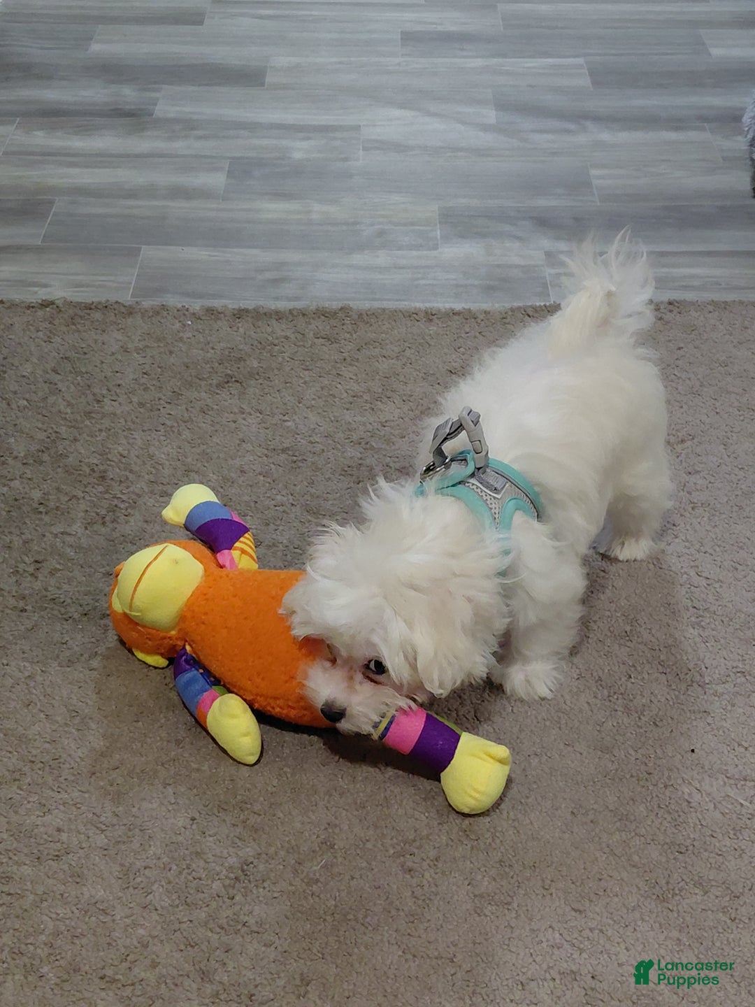 Maltese dogs for sale: Gucci - Ad 5