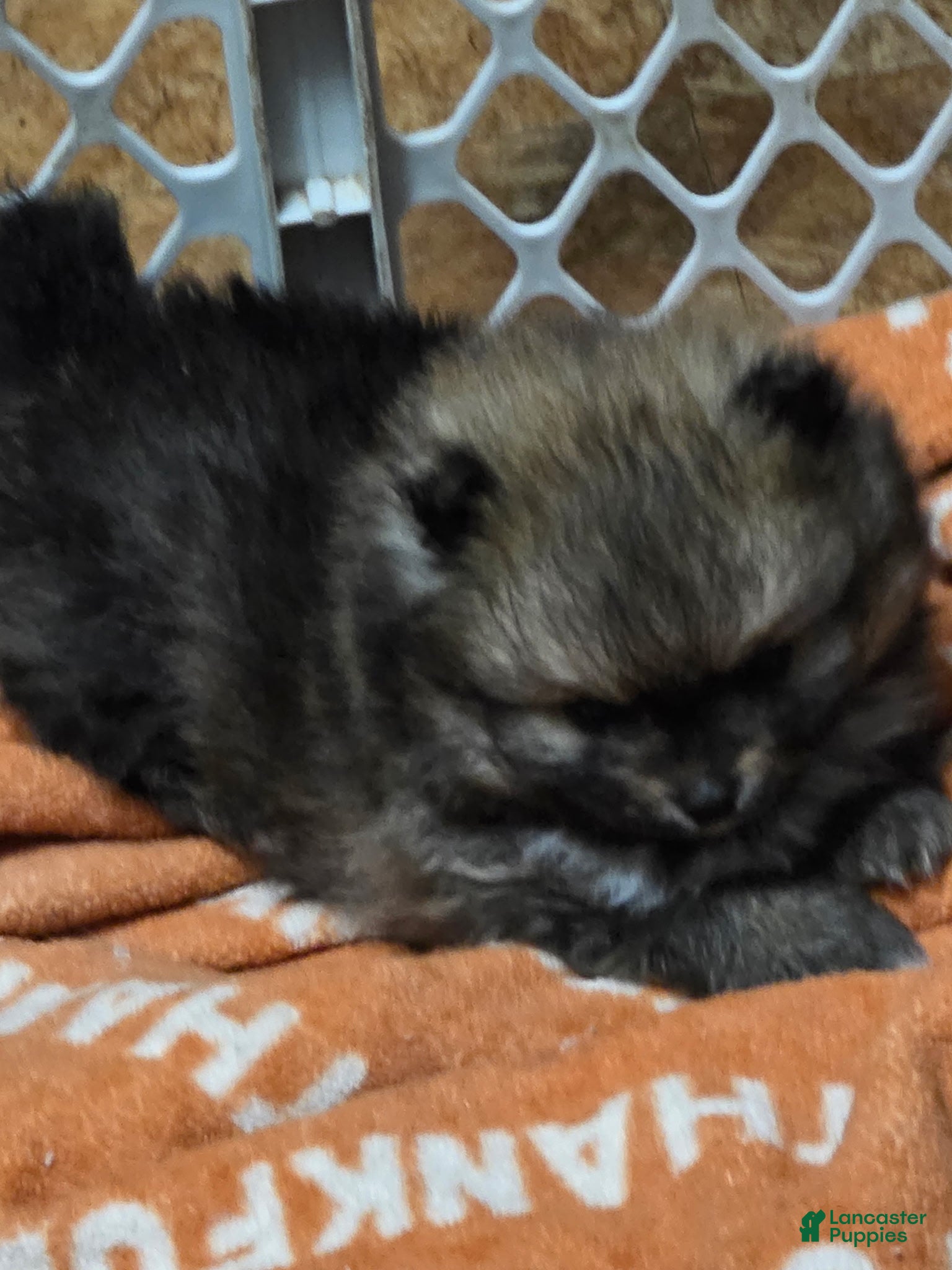 Pomeranian dogs Akc dolly  - Ad 22