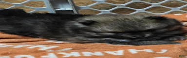 Akc dolly 