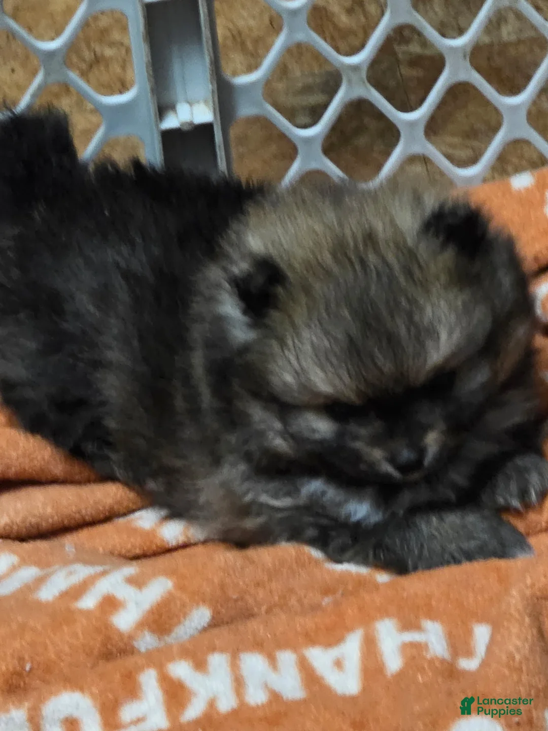 Pomeranian dogs for sale: Akc dolly  - Ad 1