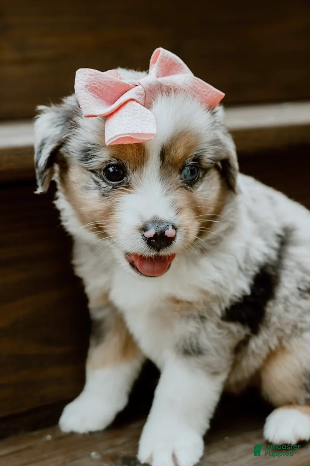 Miniature Australian Shepherd dogs for sale: Lavender - Ad 1