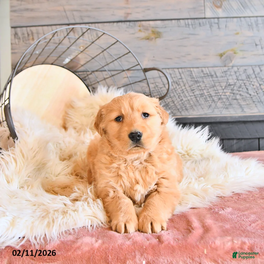 Golden Retriever dogs for sale: Bella   - Ad 5