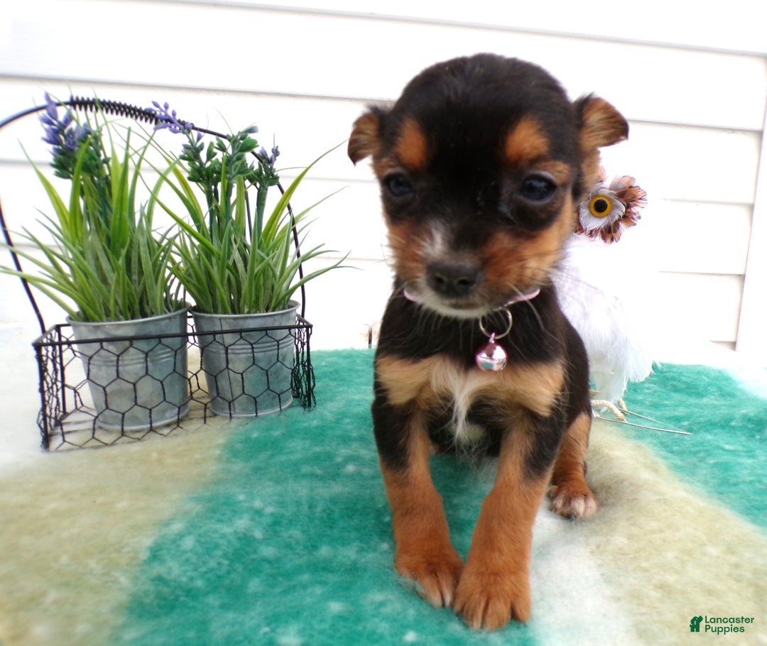 Mixed Breed dogs for sale: Mixed Breed Puppy 1 Tippy - Ad 2