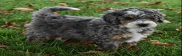Mini Bernedoodle dogs for sale: Jester F1b - Ad 1