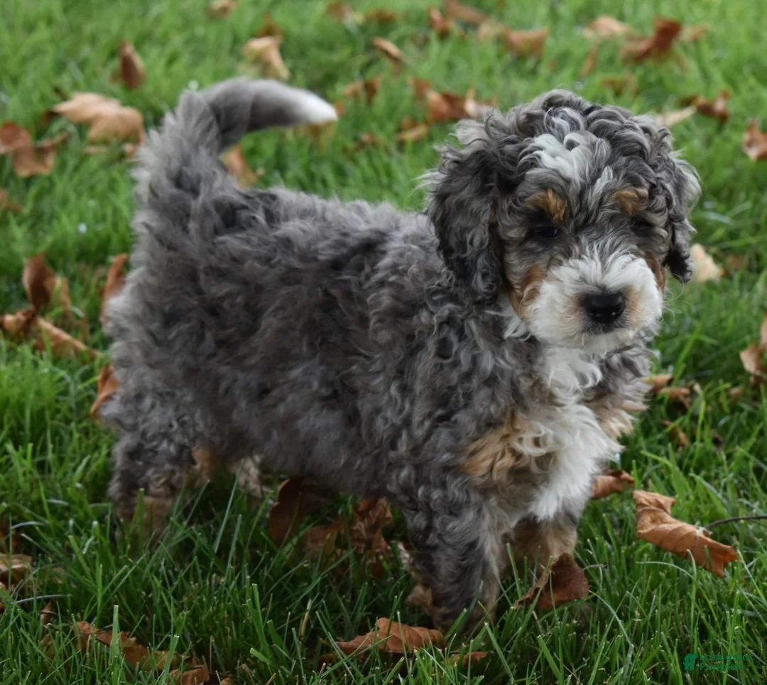 Mini Bernedoodle dogs for sale: Jester F1b - Ad 1