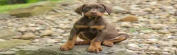 Doberman Pinscher dogs for sale: Dash (Red Rust) 🐶 - Ad 14