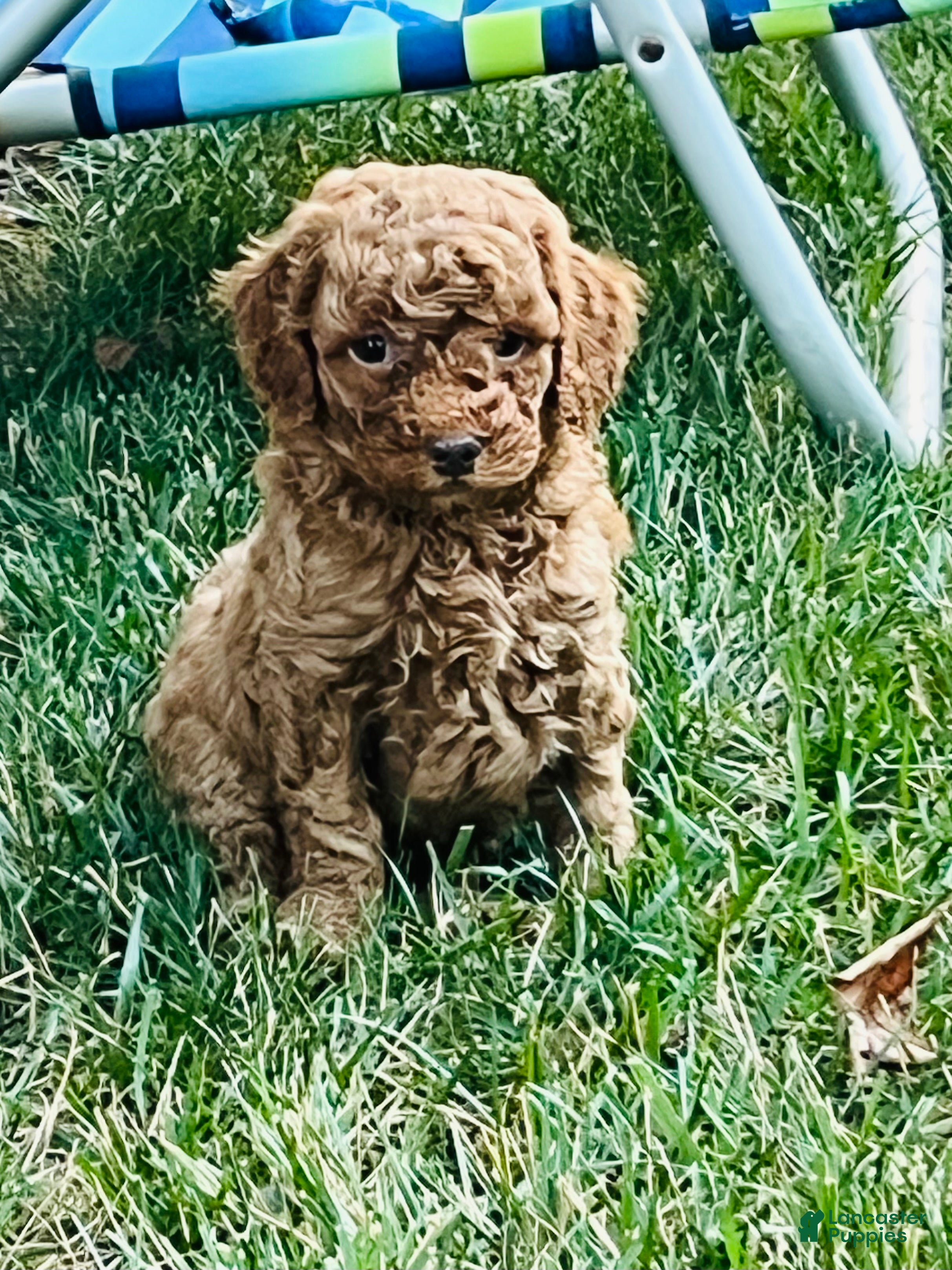 Mini Goldendoodle dogs Nugget - Ad 2