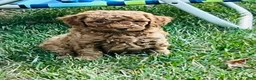 Mini Goldendoodle dogs for sale: Nugget - Ad 3