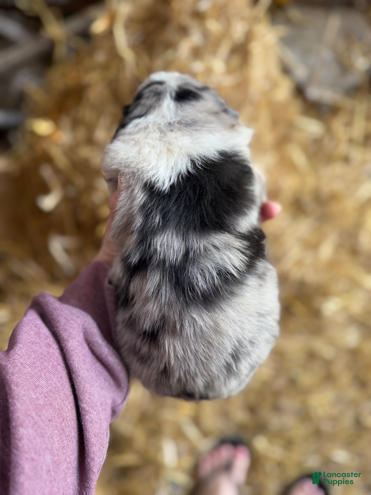 Australian Shepherd dogs Australian Shepherd Puppy 1 - Ad 1
