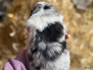 Australian Shepherd dogs for sale: Australian Shepherd Puppy 1 - Ad 4