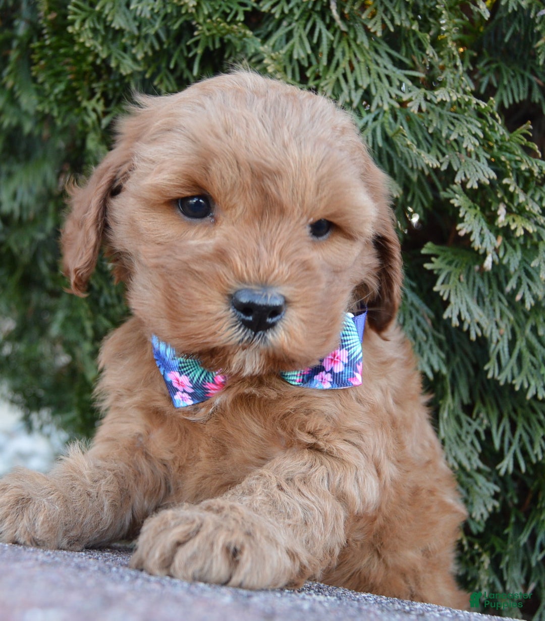 Cockapoo dogs for sale: Cora - Ad 8
