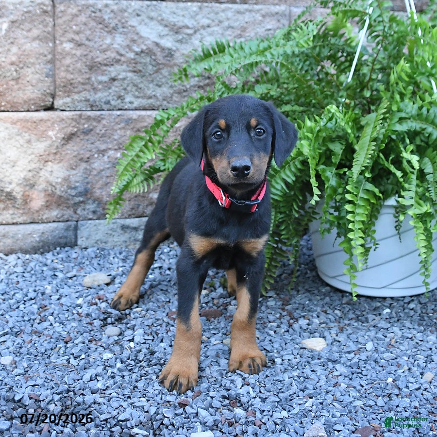 Doberman Pinscher dogs Pixie - Ad 2