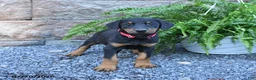 Doberman Pinscher dogs for sale: Pixie - Ad 2