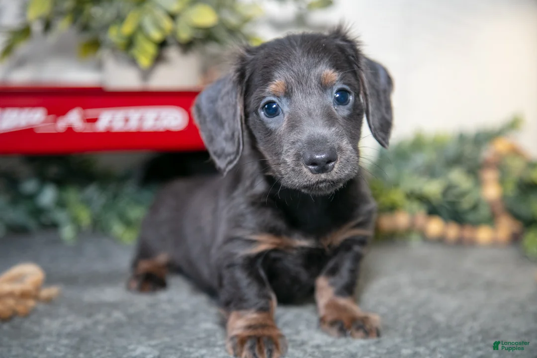 Miniature Dachshund dogs for sale: Asher - Ad 1