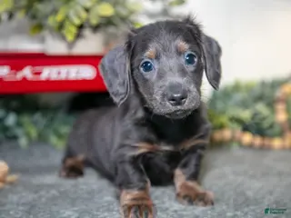Miniature Dachshund dogs Asher - Ad 41