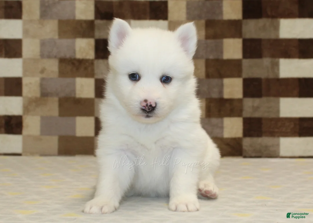 Pomsky dogs for sale: Jasper - Ad 3