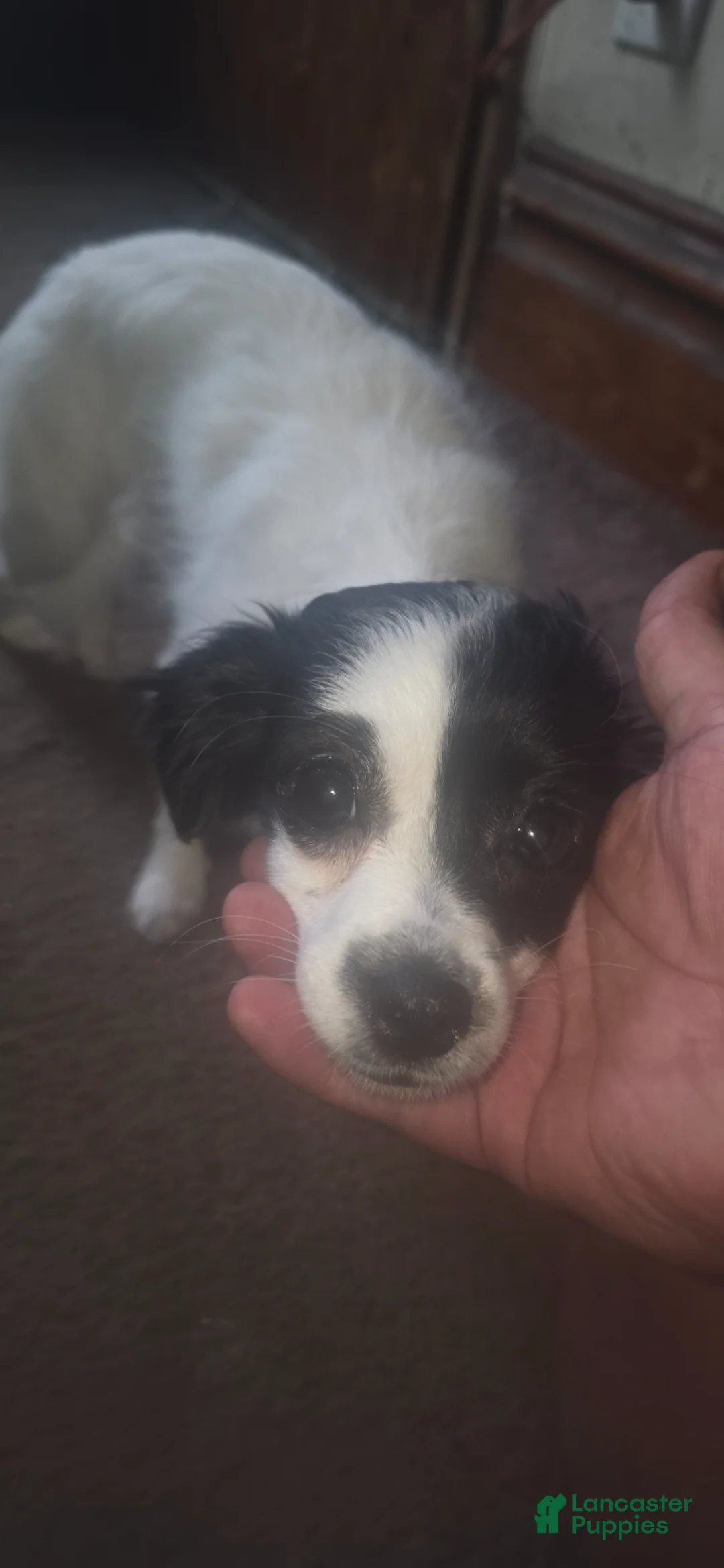 Mixed Breed dogs for sale: Speckle And-Freckle  - Ad 2