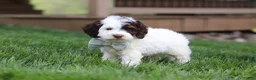 Cockapoo dogs for sale: Bentley - Ad 4
