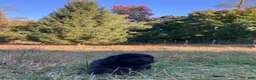 Newfoundland dogs for sale: Scarlet - Ad 8