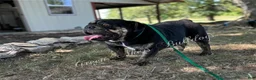English Bulldog dogs for sale: Choc Tri Girl - Ad 8