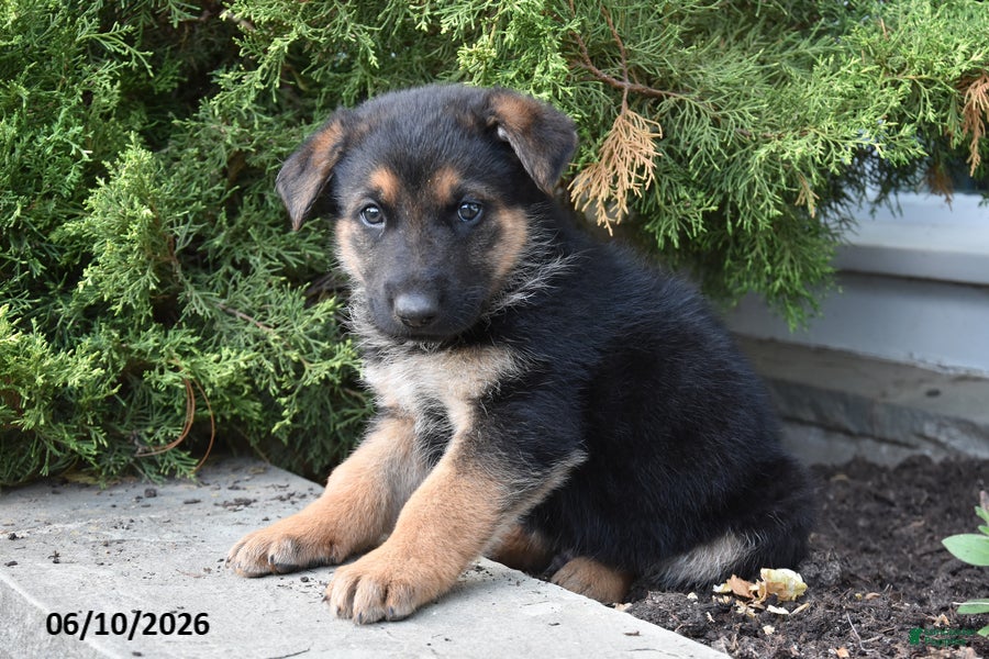 Mixed Breed dogs Kris - Ad 2