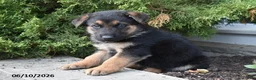 Mixed Breed dogs for sale: Kris - Ad 2
