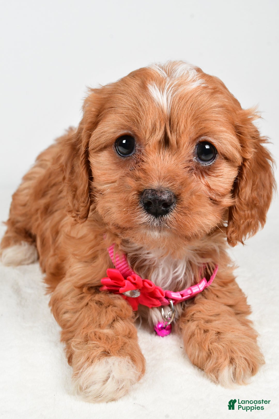 Cavapoo dogs for sale: Rose - Ad 4