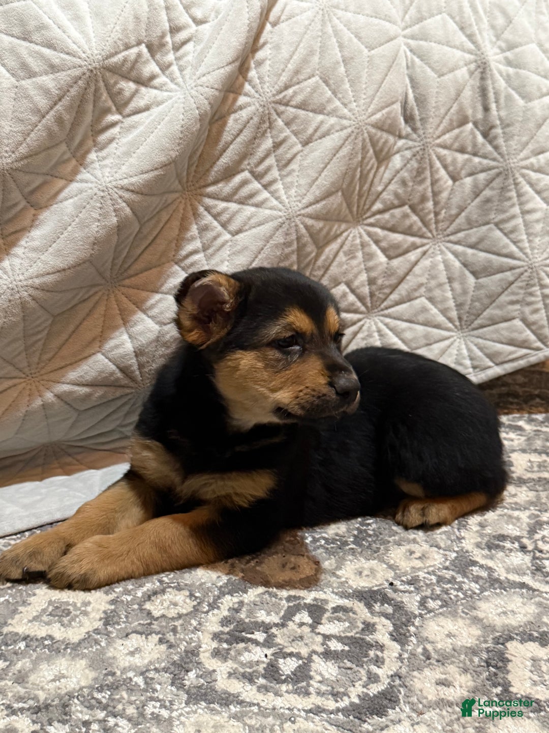 Mixed Breed dogs for sale: Mixed Breed Puppy 6 - Ad 10