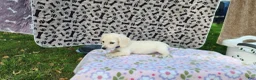 Miniature Dachshund dogs for sale: Berry - Ad 6