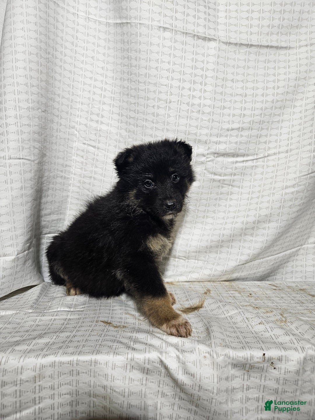 Mixed Breed dogs for sale:  Claire  - Ad 2
