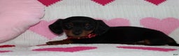 Miniature Dachshund dogs for sale: Marko - Ad 3