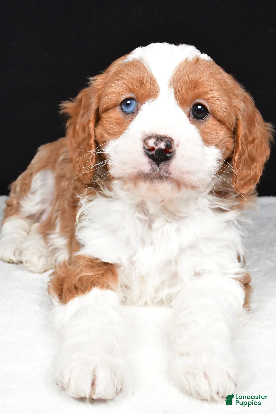 Mini Goldendoodle dogs for sale: Bennett - Ad 8