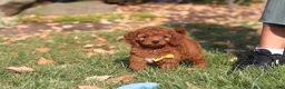 Cavapoo dogs for sale: Pearl - Ad 20