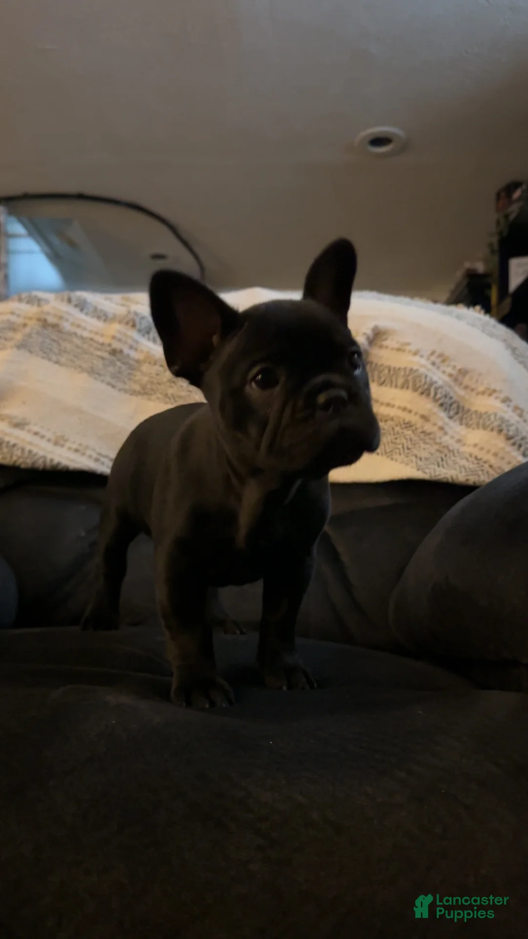 French Bulldog dogs for sale: French Bulldog Puppy 2 - Ad 4